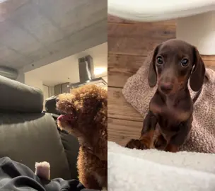 #duet with @loulouminidachshund 