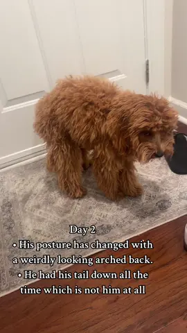 My baby 💔 #fypppppppppppppp #viralpost #doggie 