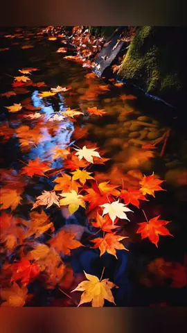 秋风轻起，叶落无声，湖面微皱，映天绘秋。金黄点点，水面轻舞，岁月静好，秋意渐浓。秋天的影像诗。秋天赏枫叶#Beautiful 