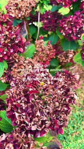 Better luck next time 🙄 #dogmom #walking #goldenretriever #labrador #fallaesthetic #fall #getoutside #fail 