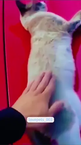 Cat scare.#cat #cats #cutecats #foryou #funnytiktok #funnyvideos #usa #funnyanimals #pet #funnycat 