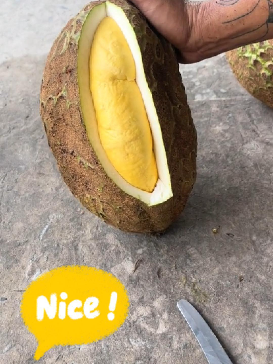 Test cơm trái sầu riêng đột biến không gai #saurienggialai #saurienggialai❤❤ #saurieng #ancungtiktok #xuhuongtiktok