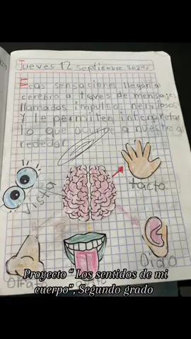 Actividades de nuestro primer proyecto #trabajoporproyectos #trabajosdelosniños #segundogrado#alumnos#primaria#actividadesescolares #lossentidosdemicuerpo