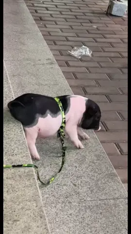 Piglet,what are you up to?#cutepiggy #bafflingbehavior #adorableanimals #happypig 