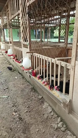 Chicken Farm #chicken #rooster #foryou #animals #chick #farm #farming #alphaachicken #egg #fypシ゚viral 