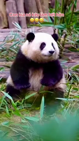 Con kia kêu ji kêu hoài hà#panda_nhan #panda #cute #gautruc #gautrucdethuong 