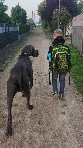 Ein perfektes Team, Great Britain's Chase vom Hause der Herzbuben als Bodyguard für sein Menschenkind, er würde einfach alles für ihn tun.@AlCapone_BlackDiamond Doggen @DD vom Hause der Herzbuben #kinderundhundegehörenzusammen #mehrhundemehrglück #hundeliebe #hunderudel #hundebande #deutschedoggenliebe #deutschedogge #deutschedoggenrudel #deutschedoggeblau #happy 