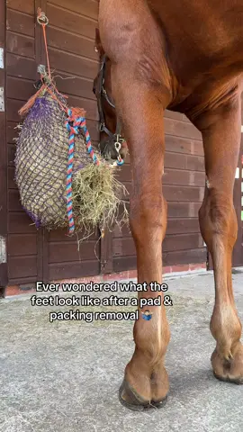 Lots of you ask for this so luckily yesterday i caught it on film!  #fyp #farrier #farriersoftiktok #oddlysatisfying #asmr #horse #fy #forfarriersbyfarriers #viraltiktok 