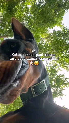 Ksm yll sathi 🐶😄#fypシ゚ #foryou#viral 