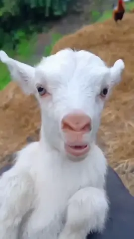 niruin suara hewan🤣🤣🤣🤣🤣 #xybca #foryoupage #mootboster #firstvideo #fypシ゚viral #fypp 