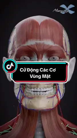 Cùng xem các cơ tại mỗi vùng trên mặt sẽ cử động như thế nào. #VLTL_PHCN #munn29 #GPC