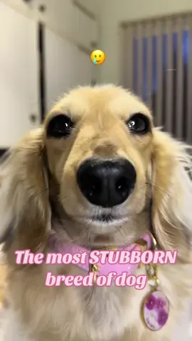Are dachshunds the most stubborn breed to toilet train?🙃 #dachshund #dogsoftiktok #sausagedog #creamdachshund #funnydogvideos #creamdachshund 