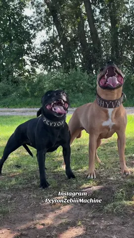 Duo 😇👿 #sbt #staffordshirebullterrier #pitbull #pitbullsoftiktok #pitbulllove #pitbulldogs #apbt #apbtlove #apbtlife #apbttradicional #reel #reels #pourtoi 