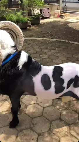 #sukadomba #dombagarut #domba #king #hdpkijabar 