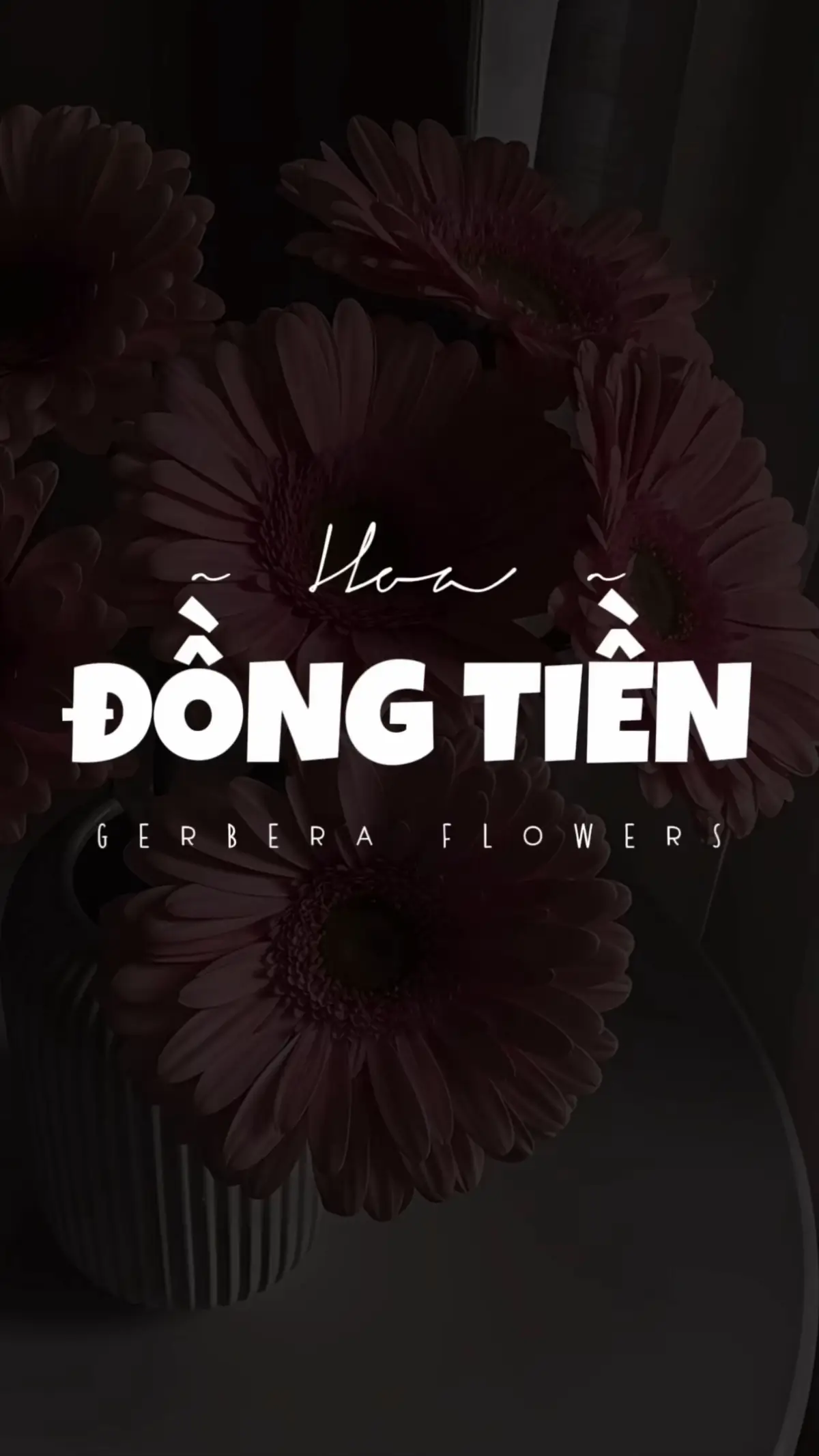 Tập 108 | Hoa Đồng Tiền #nang #hinhnen #wallpaper #fyp #xuhuong 