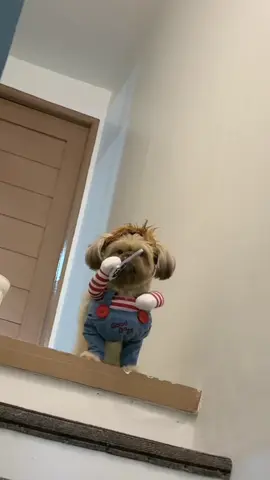 Wanna play? 👻🐶 #dopey #fyp #shihtzusoftiktok #PetsOfTikTok 