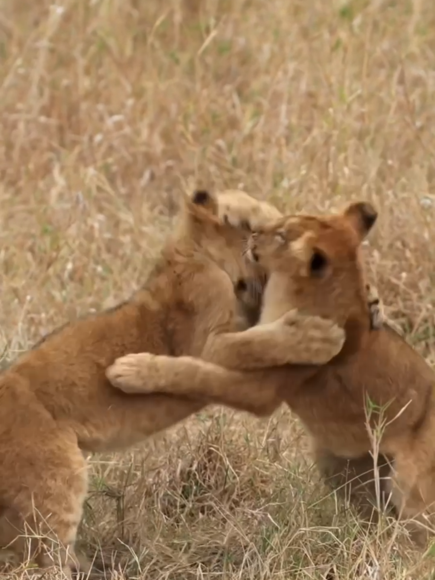 Cubs in action: pure joy and a little bit of mischief! 🦁 #wildlife #wildanimals #cuteanimals #lion #cubs #safari #southafrica