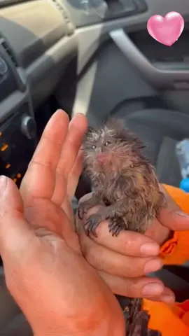 Firefighters in Brazil rescue baby marmoset from forest fire ❤️ #animals #animlsoftiktok #Love #thank #rescue #marmoset 