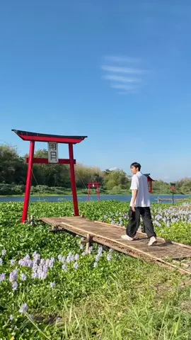 Cuma bayar Rp3.000 bisa dapat ambience yang unik!  Wisata ini baru dibuka hari minggu lalu, karena termasuk detinasi musiman mengikuti bunga eceng gondog bermekaran. Ini baru permulaan, mungkin beberapa hari kedepan lebih cantik? Menempuh waktu sekitar 40 menit dari pusat Kota Yogyakarta. Bisa jadi salah satu tempat berwisata minggu depan saat ke Jogja. 📍Kalinampu Natural Park, Jogja  #monyoku #jogjaku #jogjalives