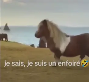 #petitponey #humour #drol #mdr #musique 