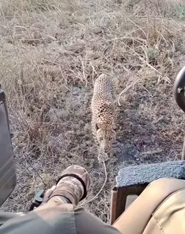 Is it stalking us? 😄😜❤️🐆 #elleafricasafari #elleafricasafaris #safari #gamedrive #wildlife #africanwildlife #leopard #nature #animals 