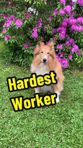 She works so hard #creatorsearchinsights #herdingdog #flock #collie #sheepdog 