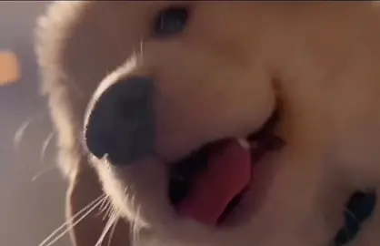 puppy love u ❤️#dog #pet #cutepet #cutedog #cunyeu #cute #goldenretriever #fyp #fypage 