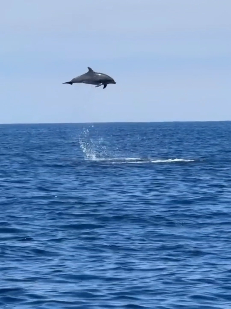 ✨️ SYMPHONY 🐬 #biologiamarinha #symphony #animais #animaisnotiktok #animal #biologia #minutodobicho #dolphin #golfinho 