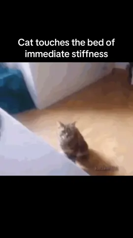 He is not a fan of the bed😭😭 #catsoftiktok #fyp #kitten 