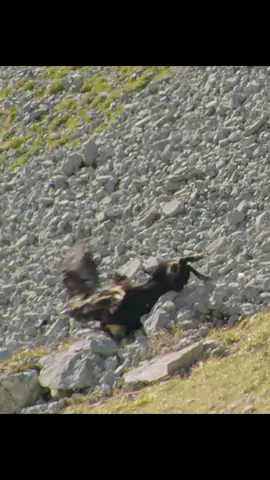 #amazinganimalsworld #wildlife #tiktok #recommendedforyou 