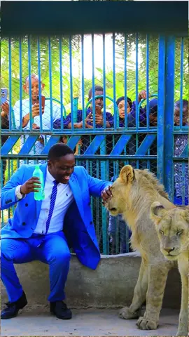 Libaax #Lion #libaax #beerta_darusalaam