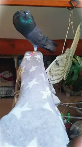 Born to be the biggest bird. I still think he might just love this type of beat. #pigeontok #fypシ #xyzbca #pigeon #cutebirdsoftiktok 
