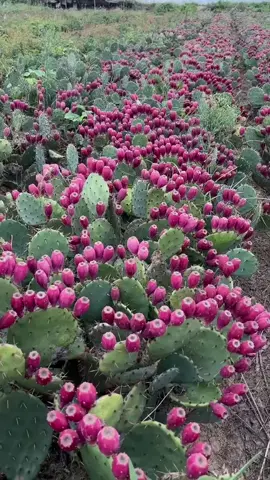 Lots of cactus fruits #fruit #fyp #cactus #yummy #foryoupagе 