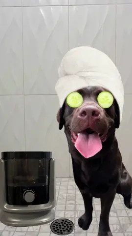 SPAW DAY 😌🥒🛁 #PetsOfTikTok #labpuppy #labradorretriever #fyp #viral #chocolatelab #1min #longervideos #puppylove #petgrooming #dogsoftiktok #petparent #neakasa #neakasap1pro #bxyypetvacuum #homeikavacuum 