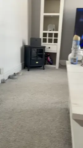Sick of the tit feeding 😂 #catsoftiktok #comedyindia 