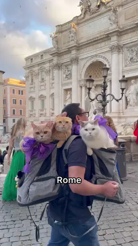 Sometimes you make your own kind of music #catsoftiktok #PetsOfTikTok #cats #travel #cat #paris #rome #nyc 