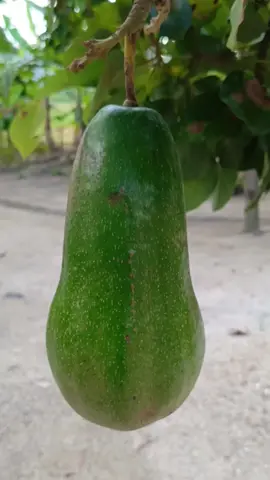 En este perfil amamos el aguacate 🥑🤤 #parati #parati #agro #agricultura #aguacate #fyp #venezuela 