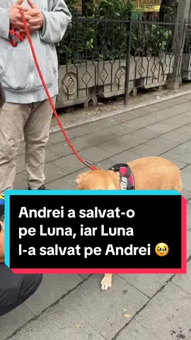 Andrei a salvat-o pe Luna , iar Luna l-a salvat pe Andrei ...am aflat o poveste despre minunea câinilor 🥹 #animale #caine #caini #Romania #Bucuresti #luna #fypage #fypシ #tudorestischimbarea #foryou #fy 