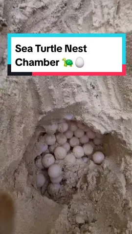 Inside of a sea turtle nest chamber and how baby sea turtles hatch and survive underground #babyturtle #turtle #turtles #seaturtle #eggs #marinebiology #marinebiologist 