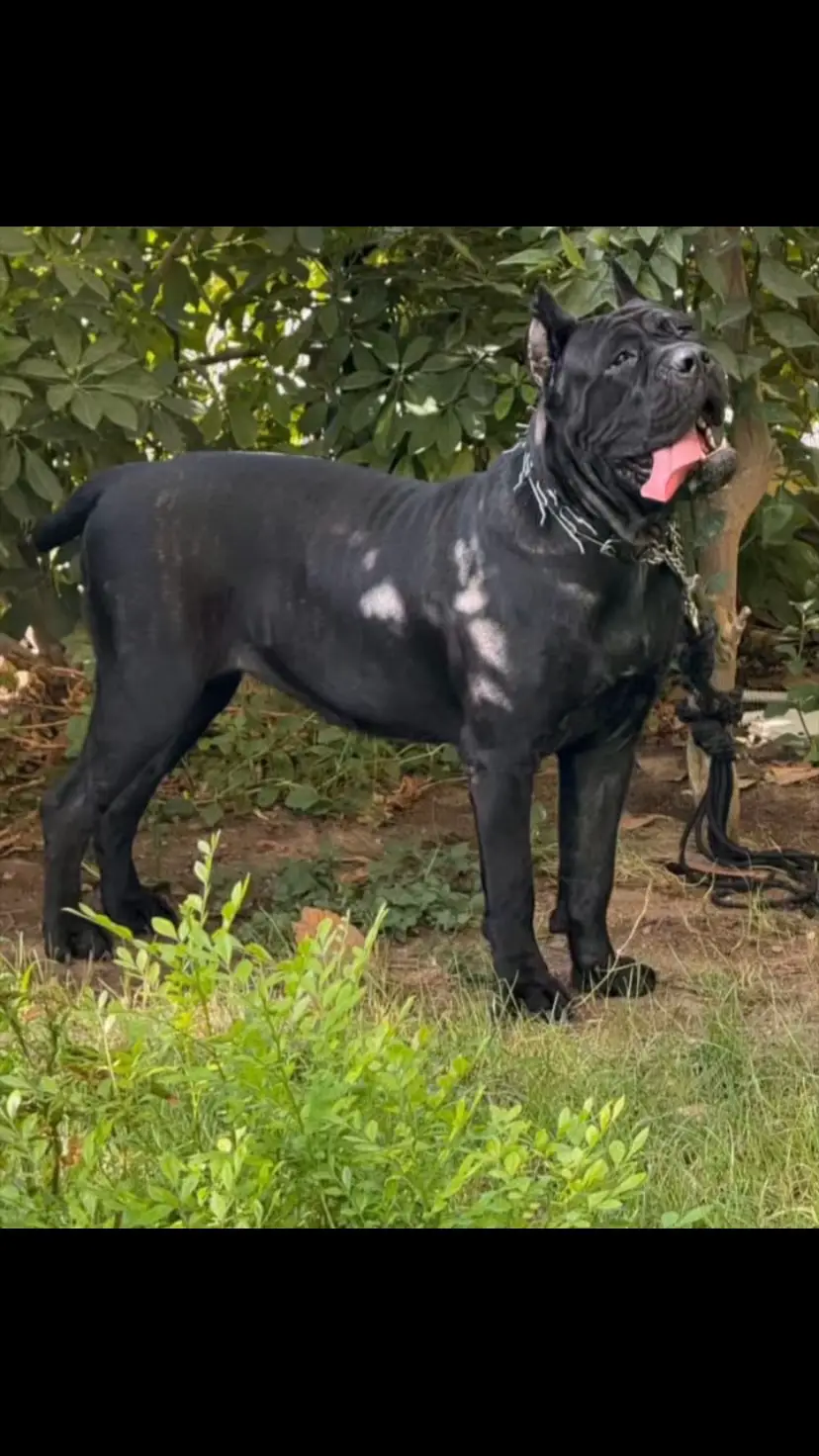 #damitta #egyptian #دمياط #الشعب_الصيني_ماله_حل😂😂 #عرض #كومنت #gummygame #dogsoftiktok #جراوي #كين_كورسو #كلاب_تدريب_شراسه #كين #canecorso #كلاب #dog #كاني_كورسو #شراسه 