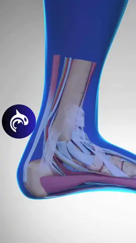 Plantar Fasciitis of the Foot - 3D Animation Plantar Fasciitis is the inflammation of the plantar fascia, tissue in the foot used during walking and foot movement. Plantar fasciitis is more common in runners and athletes due to the repetitive stress on the heel and arch of the foot. Proper footwear and stretching can help prevent it. #3D #feet #foot