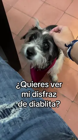 #perritostiktokers #mascotas #mascotasdetiktok #fyp #perritos 