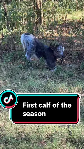 First calf of the year and its ROAN