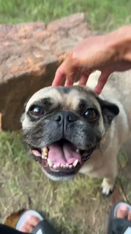 He wouldnt not let me bop his nose 😂 🐶  #bopitchallenge #fyp #dog #pugsoftiktok 