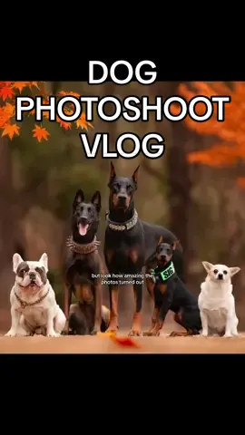 Come with me to take some Fall photos of the dogs🍁🍂📸 #dogphotoshoot #dogsoftiktok #dogphotography 
