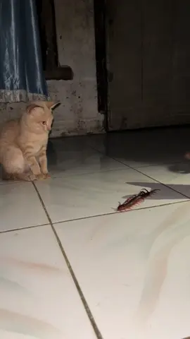 Lucuuu kalii woi😭🤣 #fy #fyp #lipan #kelabang #semuaorang 