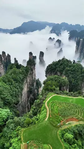 📍Zhangjiajie,China After the rain, Zhangjiajie National Forest Park Tianzi Mountain scenic area in the sky, the sea of clouds billowing, a peculiar mountain suspended in the clouds, like a flowing ink painting, let people linger. #zhangjiajie #zhangjiajienationalpark #travel #beautifulview #chinastyle