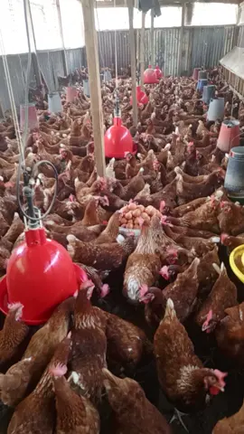 Observation in poultry farming is essential.  2. check the feeds 3. deworm your birds 4. Supplement your birds 5. Good management.  #annefarming 