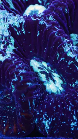 We took the dive and got an 8k camera… so much to learn. Hoping to push the quality of these macros go the limit 🥵 Feeding this favia my favorite! @Benepets  #benepets #corals #coralmacro #saltwateraquarium #ReefLife #reeftank #saltwateraquarium #cannon #reeftherapy 