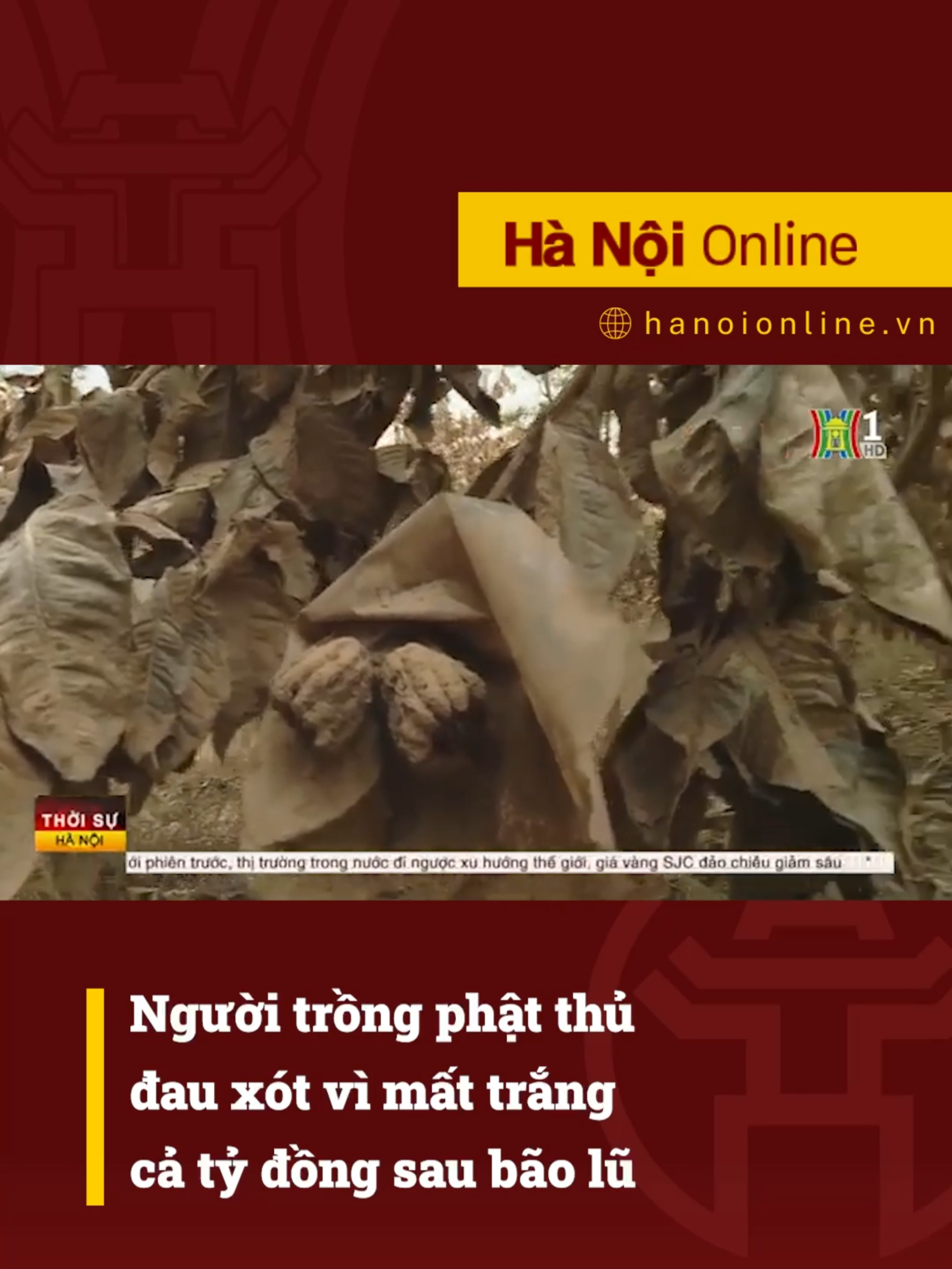 Bão số 3 vừa qua, lũ đã ập đến khiến hàng trăm người trồng cây “khó tính” - phật thủ ở ven sông Hồng thuộc huyện Đan Phượng khốn khổ, nhiều người đứng trước nguy cơ phá sản. #htvdaihanoi #tiktoknews #baoso3 #phatthu #thoitiet